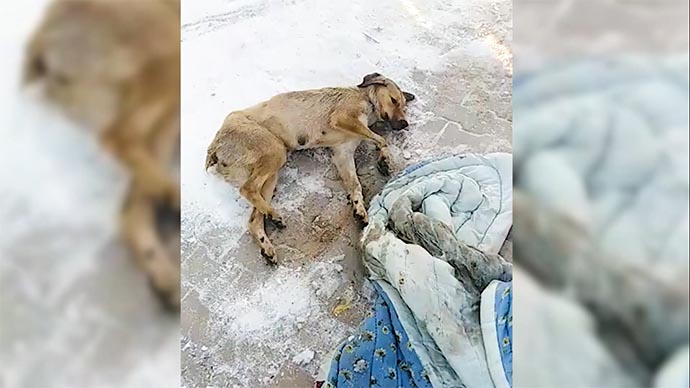 Gölbaşı Belediyesi ekipleri donmak üzere olan bir köpeği kurtardılar